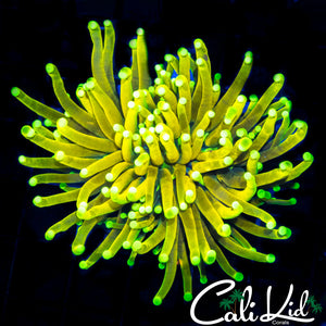 CK GOD TORCH