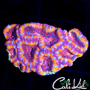 RAINBOW ACAN MINI COLONY