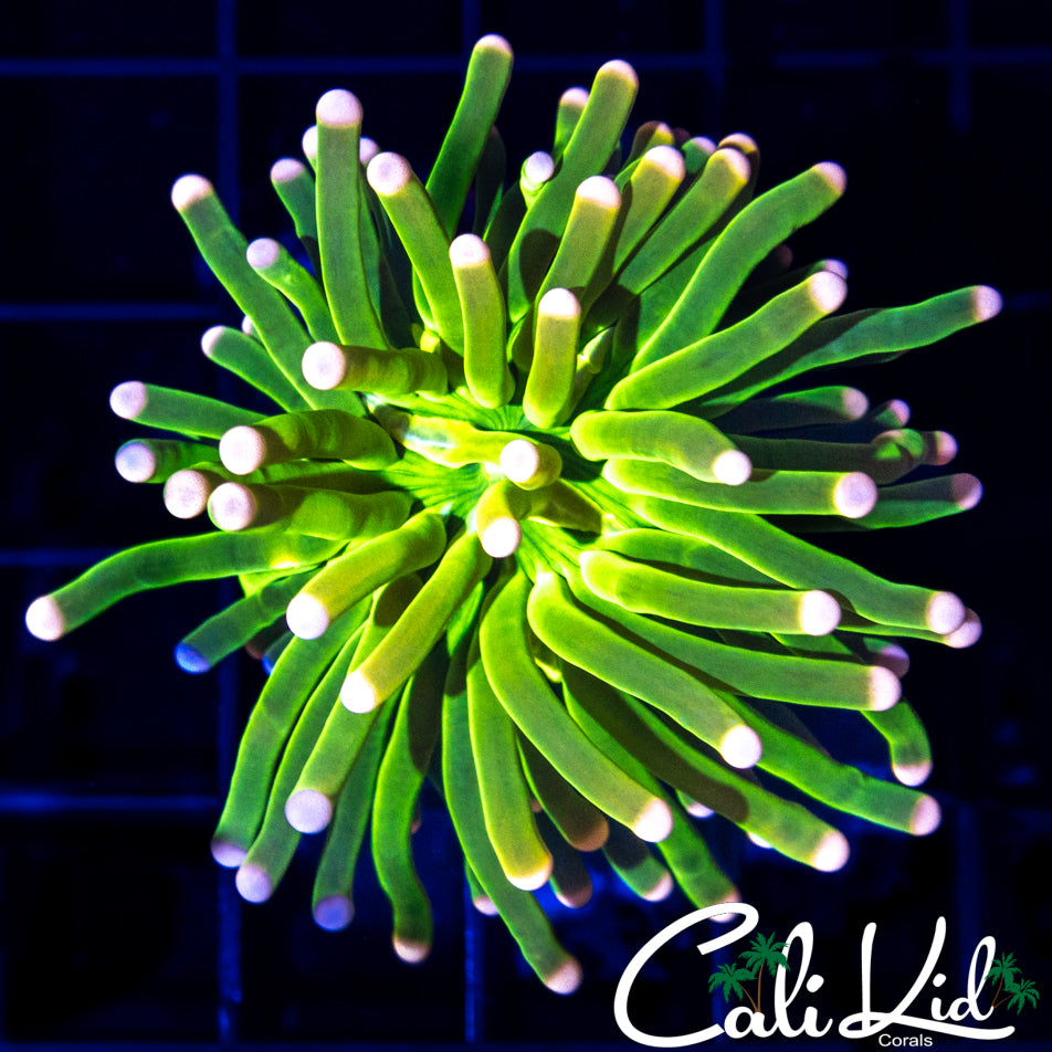 ULTRA BRIGHT COTTON CANDY TORCH