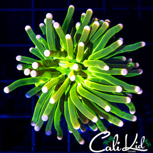 ULTRA BRIGHT COTTON CANDY TORCH
