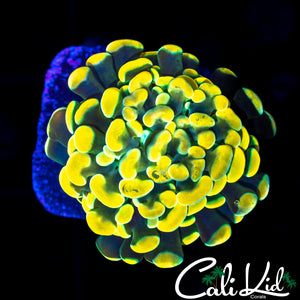 GOLDEN BRANCHING HAMMER