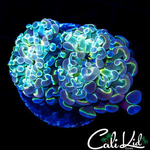 HOLOGRAM TYPE HAMMER DOUBLE
