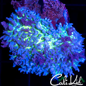 FUZZY TRI COLOR MUSHROOM