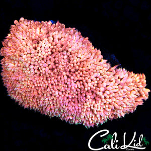 POP ROCKZ GONI MINI COLONY