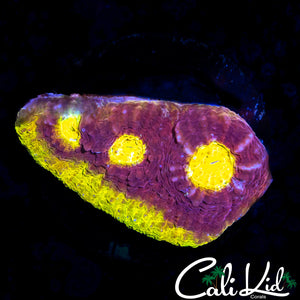 SOLOMAN ISLAND RAINBOW CHALICE