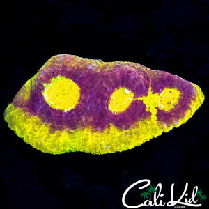 SOLOMAN ISLAND RAINBOW CHALICE