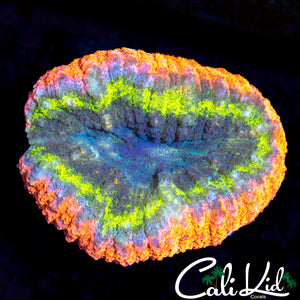CLOWN RINGS LOBO