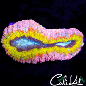 RARE PINK RAINBOW LOBO