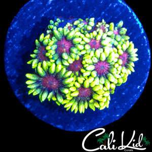 CK PURPLE BOT GONI