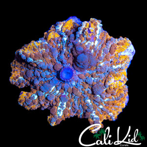 CK XL MR FREAK BOUNCE MUSHROOM (ONE OF OUR MOTHERS)