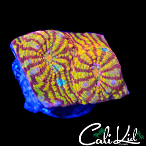 CK PINK CONVICT CHALICE