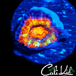 ULTRA RAINBOW ACAN LORD