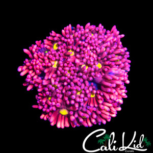 BRIGHTEST PINK GONI EVER