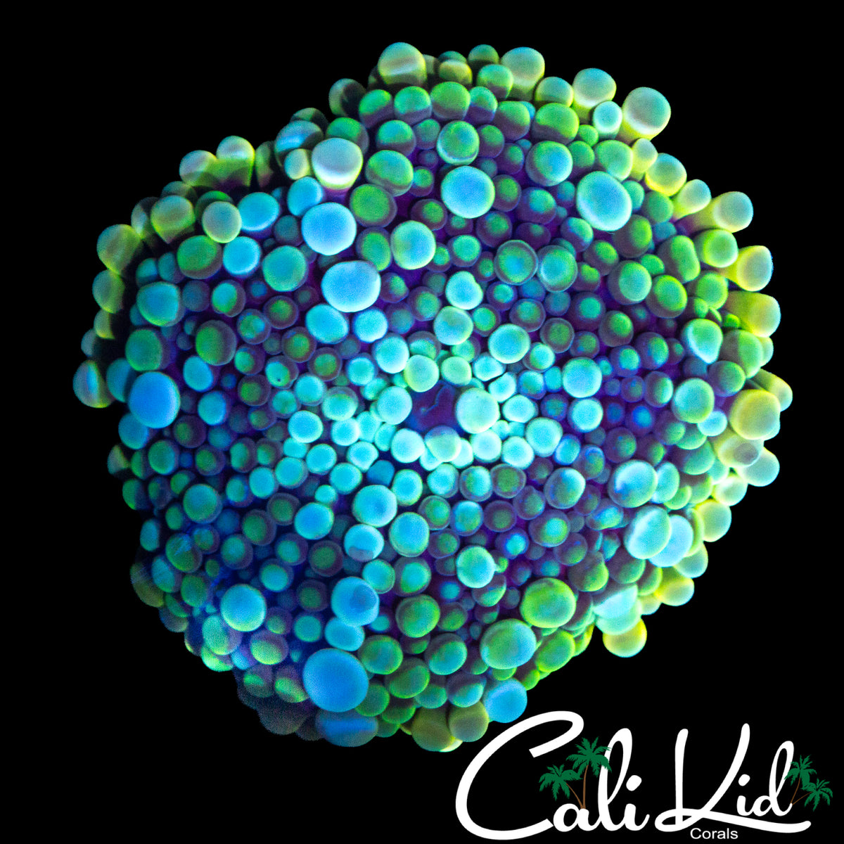 XXL RAINBOW BUBBLE YUMA
