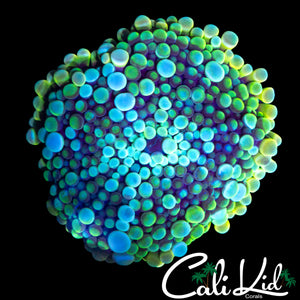 XXL RAINBOW BUBBLE YUMA