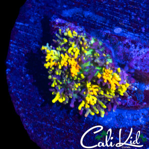 CB MAGIC CARPET MUSHROOM