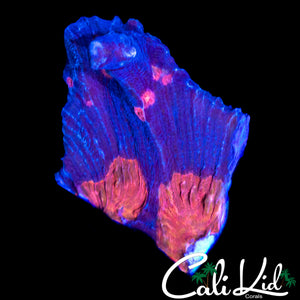 RARE ORANGE EYE PECTINIA