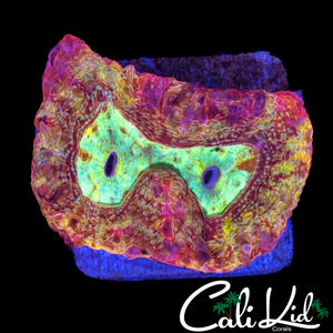 CK LAVA CAKE BOWER