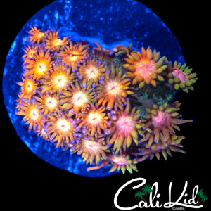 CK UNRELEASED RAINBOW GONI