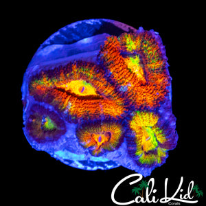 CK UNRELEASED RAINBOW ACAN MINI COLONY