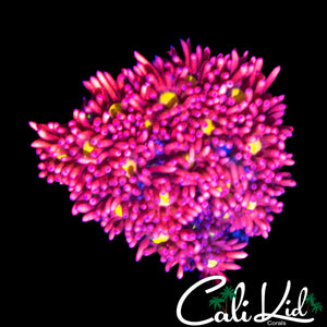 BRIGHTEST PINK GONI EVER