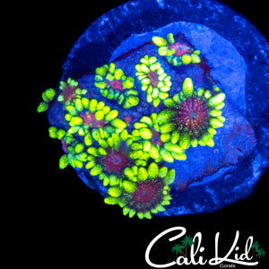 CK PURPLE BOT GONI