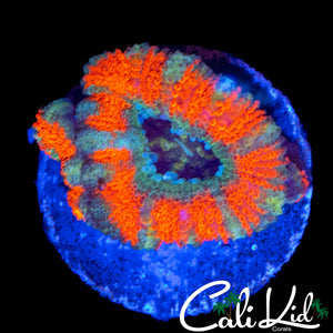 CK MANGO TANGO ACAN DOUBLE