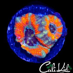 CK MANGO TANGO ACAN DOUBLE