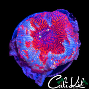CK UNRELEASED RARE DISCO MUSHROOM