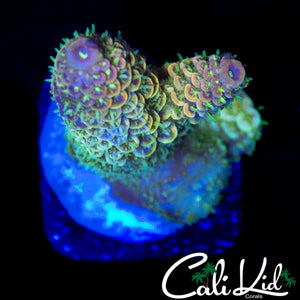 CK SKITTLES SPATHULATA