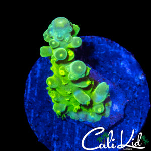 GREEN SLIMER ACRO