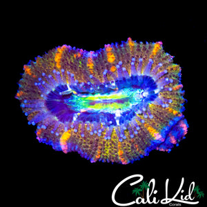 RARE RAINBOW ACAN MORPH