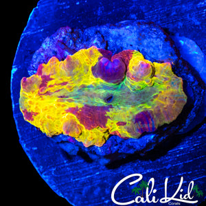 RARE XL 4 COLOR MUSHROOM