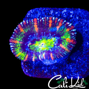 RARE RAINBOW ACAN MORPH