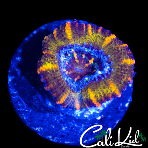 RAINBOW STRIPE ACAN