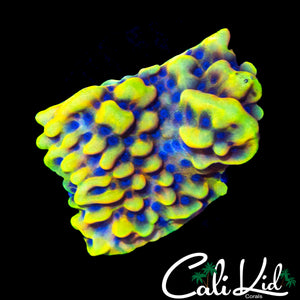 CK PEYOTE DREAMS MONTI