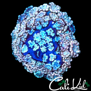 PASTEL RAINBOW ALVEOPORA