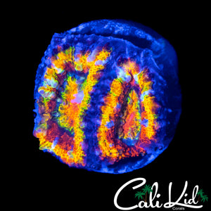 INSANE RAINBOW ACAN DOUBLE