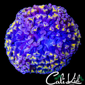 PURPLE / GOLD TIP HYBRID HAMMER