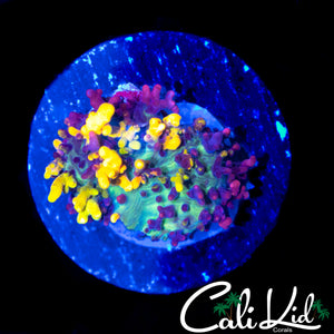 CB MAGIC CARPET MUSHROOM