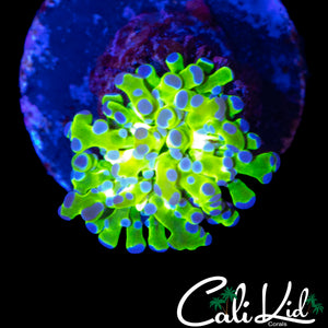 PURPLE/ GREEN BRANCHING HAMMER