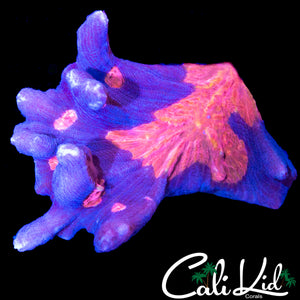 RARE ORANGE EYE PECTINIA CHUNK