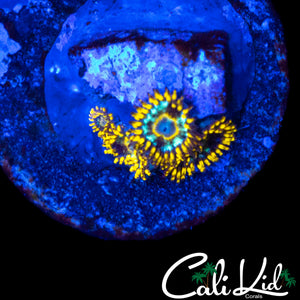 MURDER HORNET ZOA QUAD