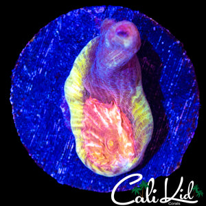 BEAUTIFUL RAINBOW PECTINIA