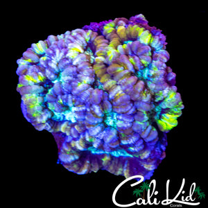 ULTRA RAINBOW WILSONI