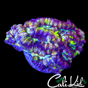 ULTRA RAINBOW WILSONI