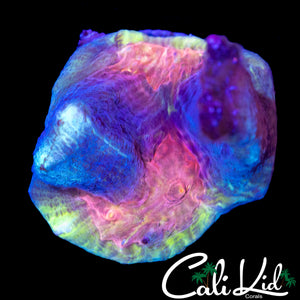 RAINBOW EYE PECTINIA