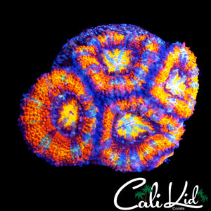 ULTRA RAINBOW ACAN QUAD