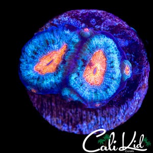 RARE ASIAN ACAN DOUBLE