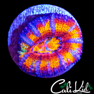 BANGIN RAINBOW ACAN